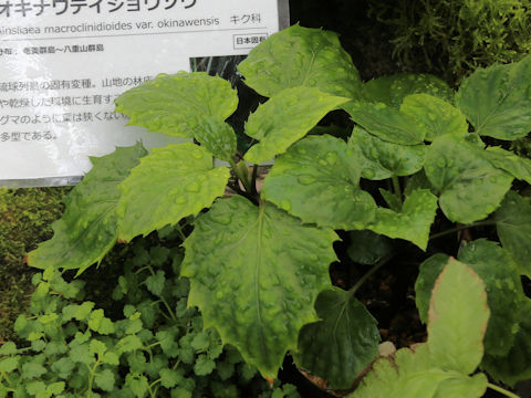 Ainsliaea macroclinidioides var. okinawensis