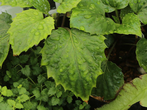 Ainsliaea macroclinidioides var. okinawensis
