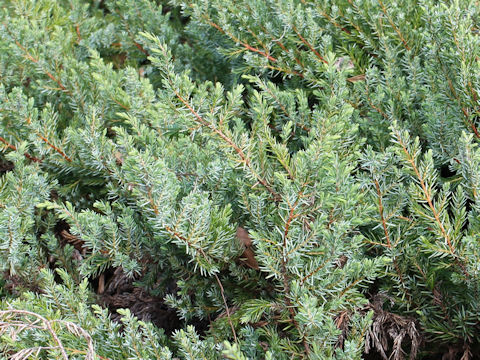 Juniperus taxifolia var. lutchuensis