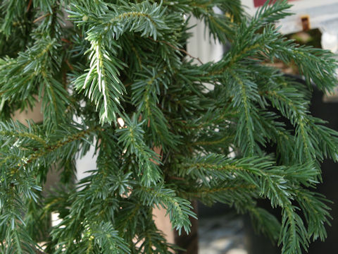 Juniperus taxifolia var. lutchuensis