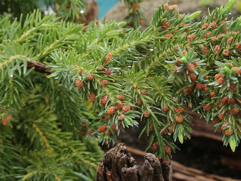 Juniperus taxifolia var. lutchuensis