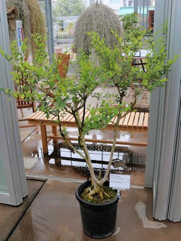 Ligustrum liukiuense