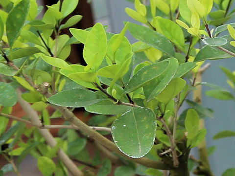 Ligustrum liukiuense