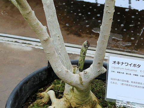 Ligustrum liukiuense