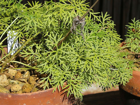 Pulsatilla cernua