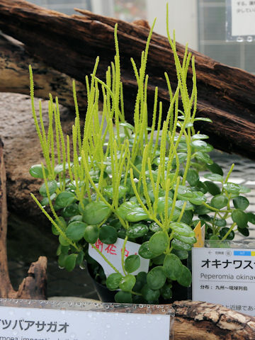 Peperomia japonica var. okinawensis