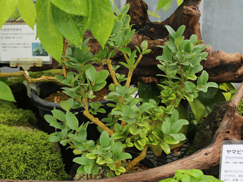 Buxus liukiuensis