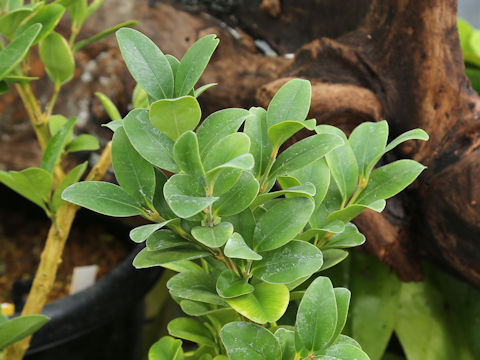 Buxus liukiuensis