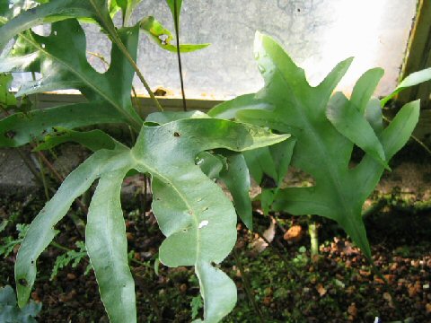 Microsorium scolopendria