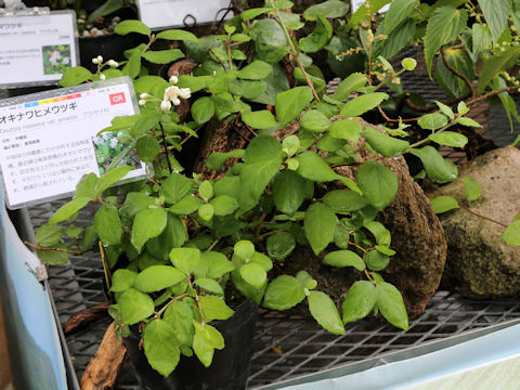 Deutzia naseana var. amanoi