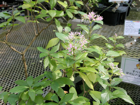 Callicarpa oshimensis var. okinawensis