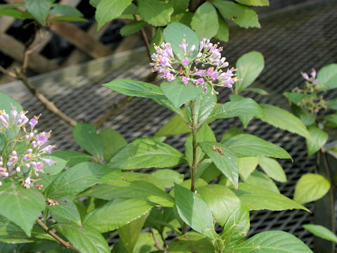 Callicarpa oshimensis var. okinawensis