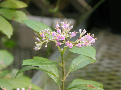 Callicarpa oshimensis var. okinawensis