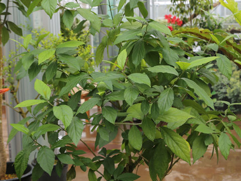 Callicarpa oshimensis var. okinawensis