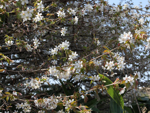 Prunus apetata ssp. pilosa