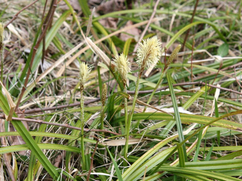 Carex foliosissima