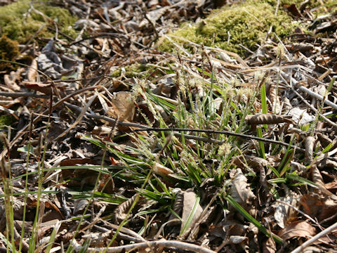 Carex foliosissima