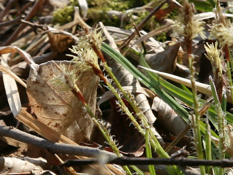 Carex foliosissima