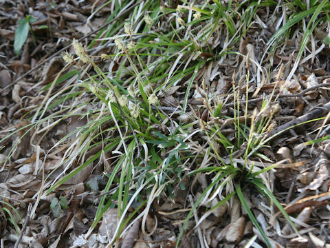 Carex foliosissima