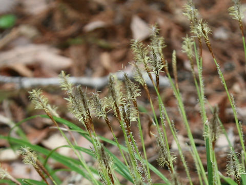 Carex foliosissima