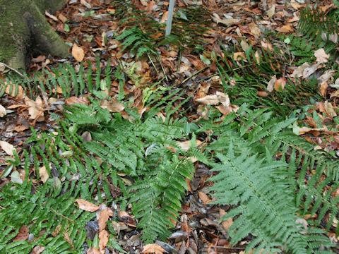 Dryopteris uniformis