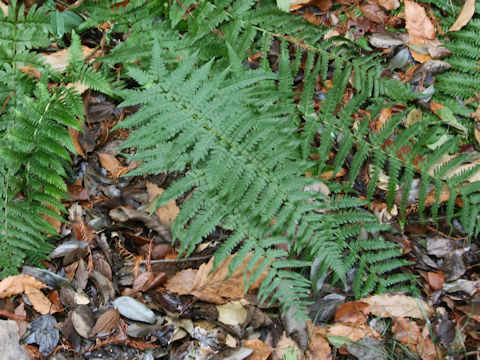 Dryopteris uniformis