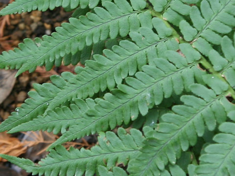 Dryopteris uniformis