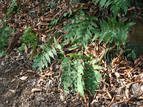 Dryopteris uniformis