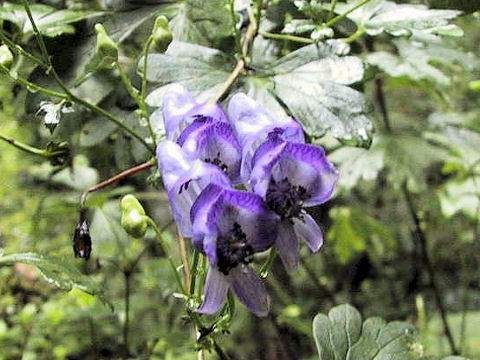 Aconitum japonicum