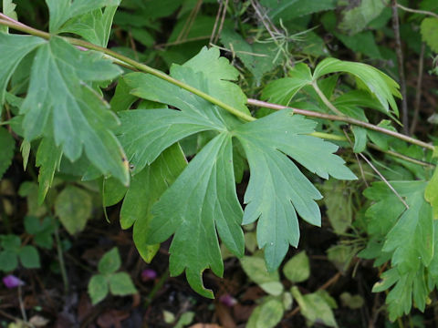 Aconitum japonicum