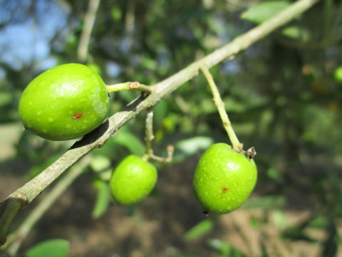 Olea europea