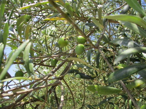 Olea europea