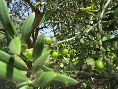 Olea europea