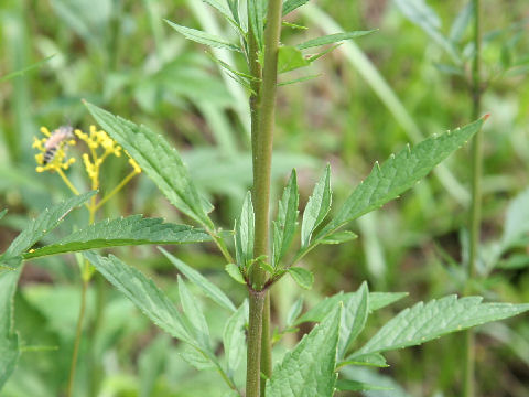 Patrinia scabiosaefolia