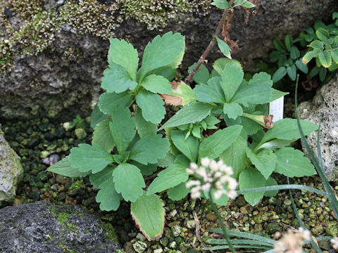 Patrinia scabiosaefolia