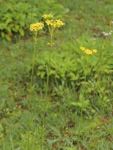 Patrinia scabiosaefolia