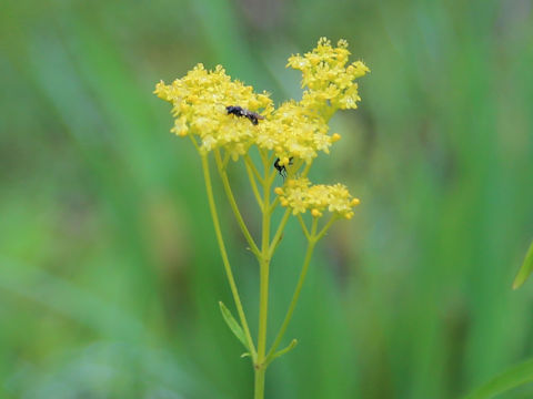 Patrinia scabiosaefolia