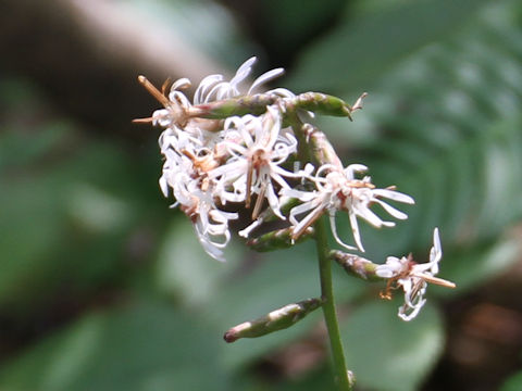 Ainsliaea acerifolia var. subapoda