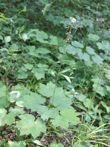 Ainsliaea acerifolia var. subapoda