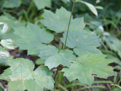 Ainsliaea acerifolia var. subapoda