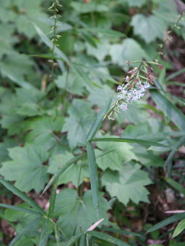 Ainsliaea acerifolia var. subapoda