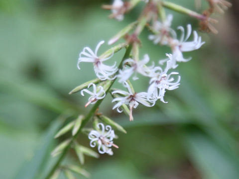 Ainsliaea acerifolia var. subapoda