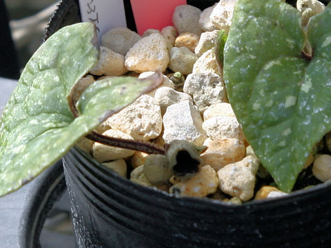 Asarum dissitum