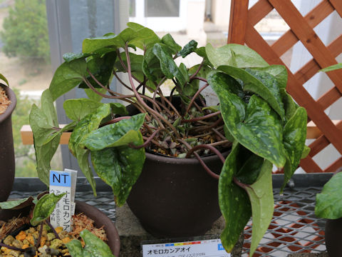 Asarum dissitum
