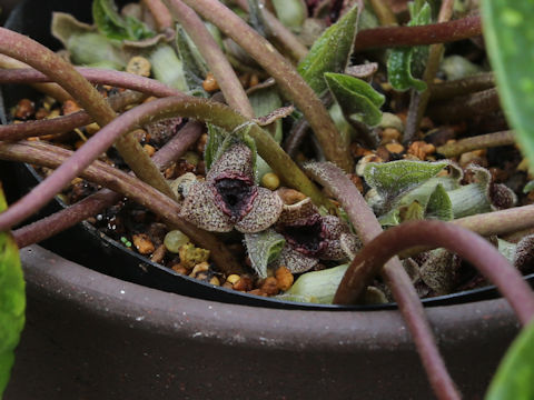 Asarum dissitum