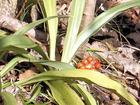 Rohdea japonica