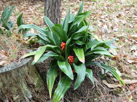 Rohdea japonica