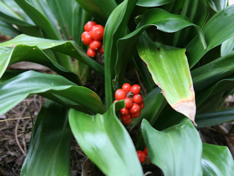 Rohdea japonica
