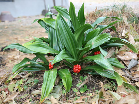 Rohdea japonica