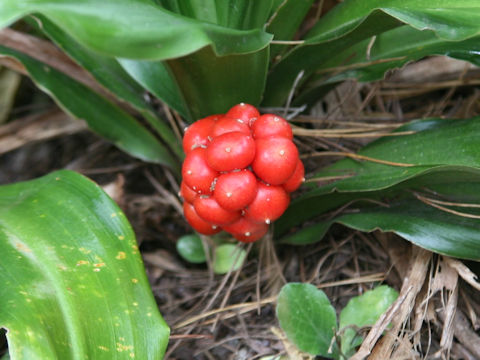 Rohdea japonica